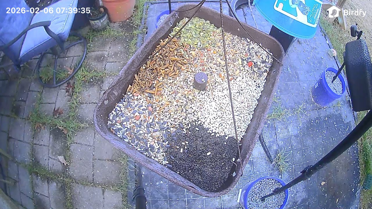 William's Bird Channel ￼Live Stream bird feeder ￼￼￼cam! ￼