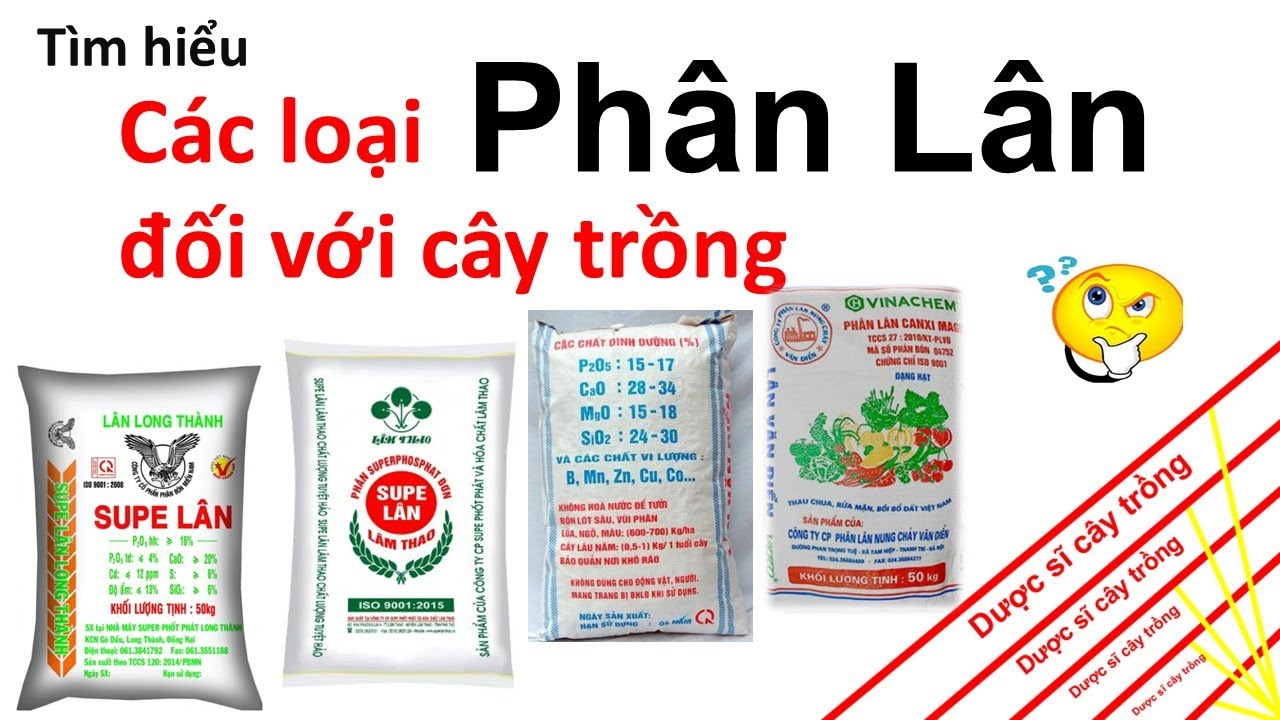 Tìm hiểu về phân Lân (P2O5) cần thiết cho cây trồng ra sao? | Super lân | lân nung chảy | Amistar |