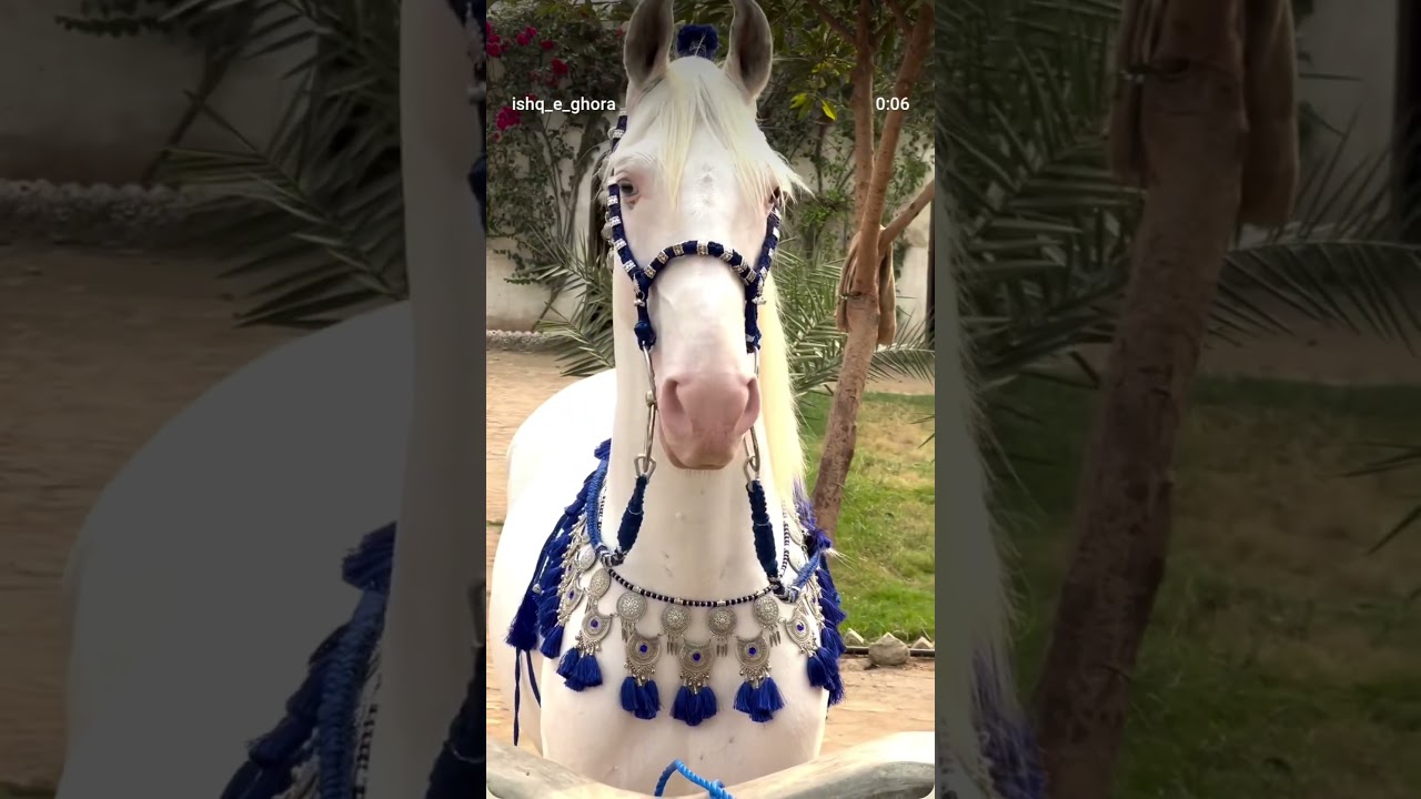 "You won't believe how beautiful this horse is! 😍" | "White Lightning in motion! ⚡"