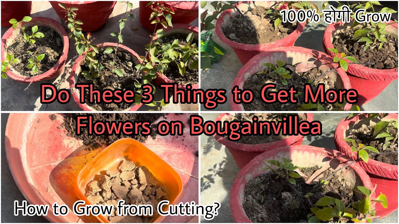 Bougainvillea में ज़्यादा फूल के लिए करे ये 3 काम| Bougainvillea की Cutting इस तरह लगाये 100%Growth🪴