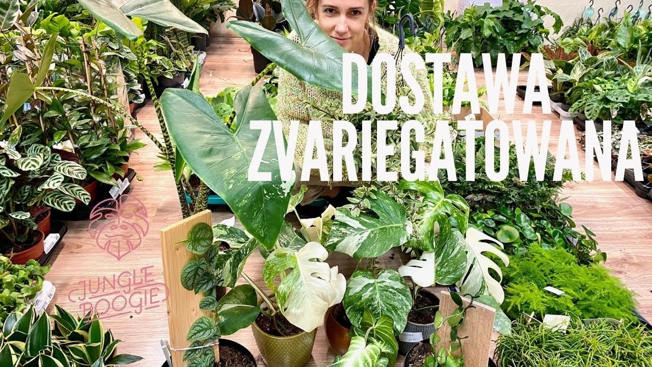 Nowa dostawa czyli Jungle Boogie się nie zatrzymuje, a w niej cuda, Variegaty i inne wariaty;)
