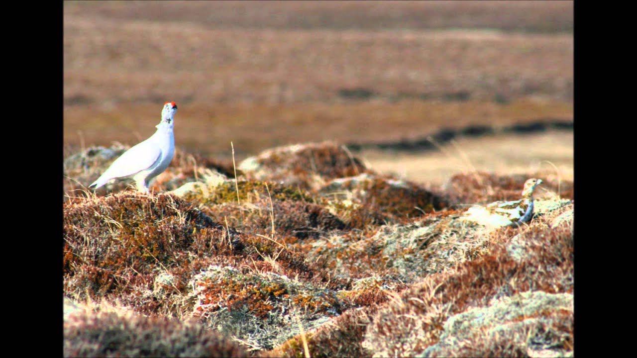 Lagopus muta Pernice bianca ptarmigan rype rj&uacute;pa grouse