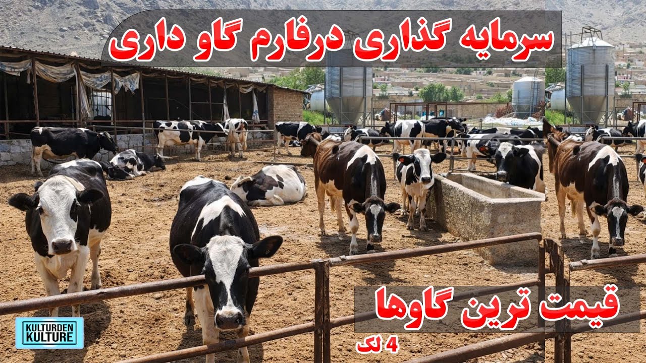 سرمایه گذاری در فارم گاو داری، بهترین گاوهای شیری،گاوهای شیری 60 لیتر شیرمیدهد| Afghanistan cow farm