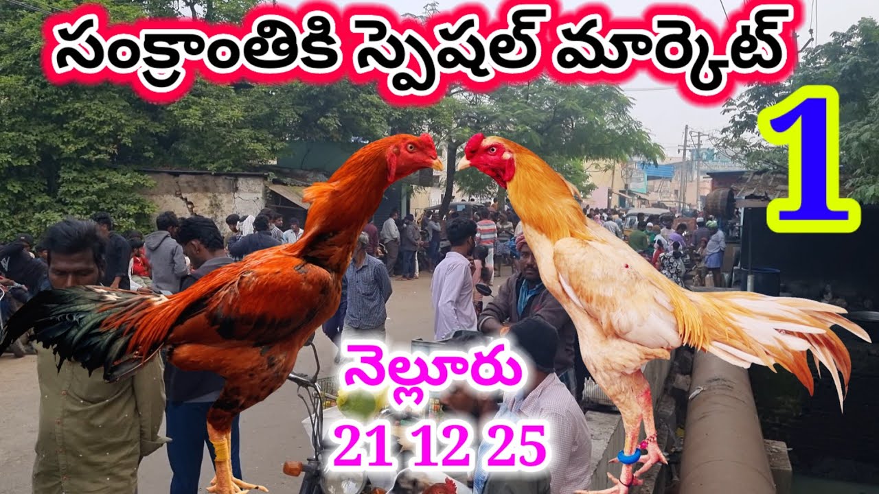 నెల్లూరు కోడి పుంజుల మార్కెట్ 21 12 25 Nellore Sunday kolla market Today #market Mr king