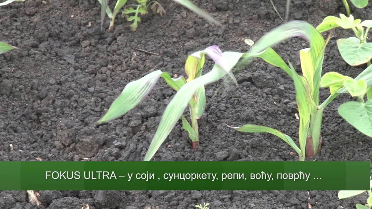 Zasto niko i dalje nije napravio KOPIJU BASF FOCUS ULTRA preprata ?