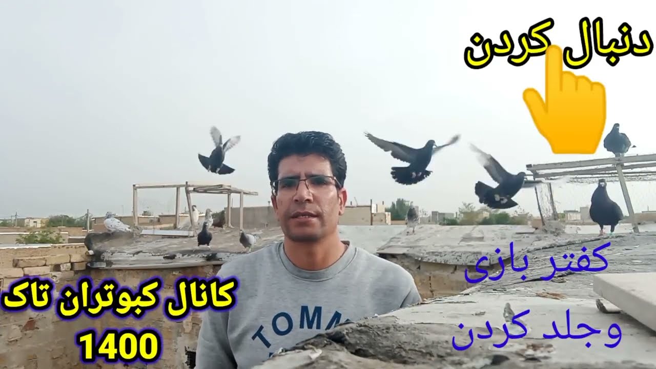 جلد کردن کبوتر از صفر