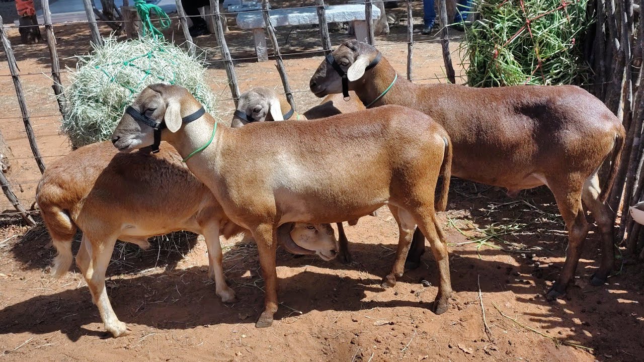 FAZENDA CARNAÚBA DIA D CAPRINOS E OVINOS NATIVOS