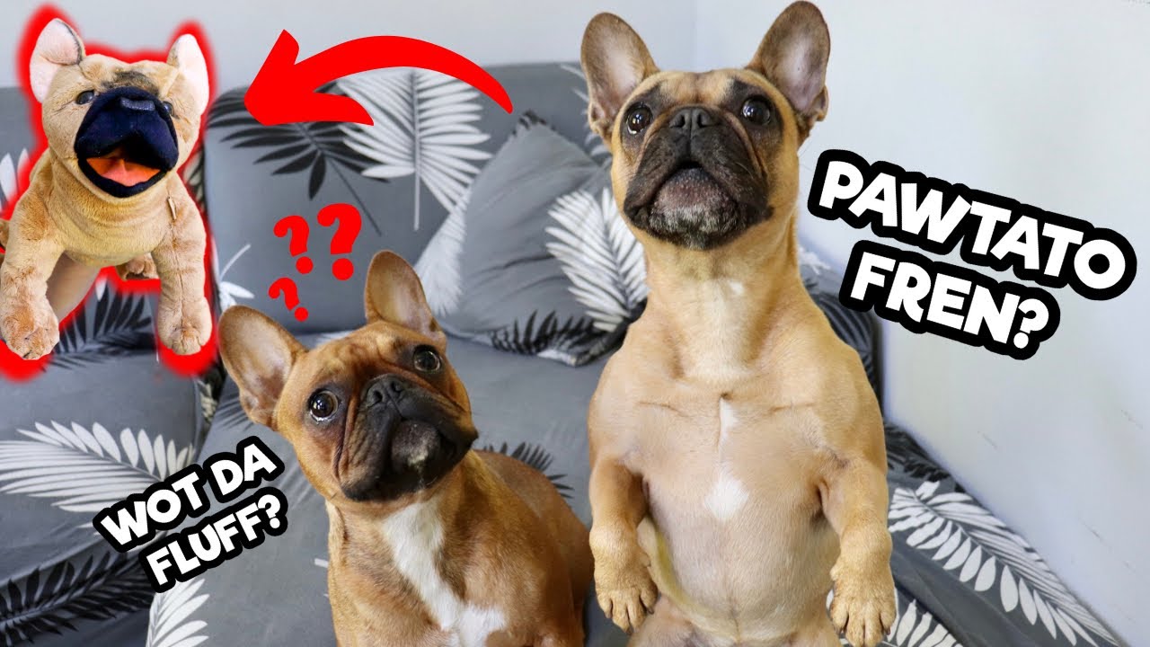 My Frenchies React To A French Bulldog Puppet!
