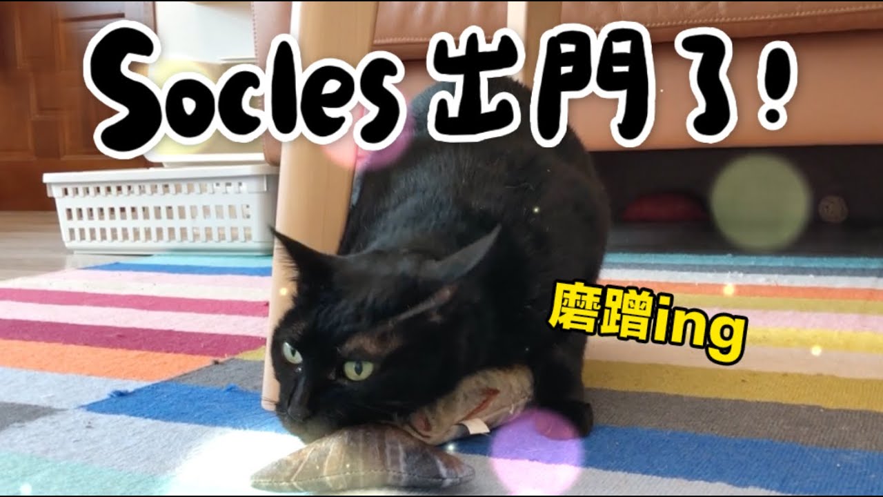 【黃阿瑪的後宮生活】Socles出門探險！