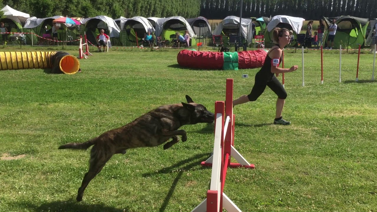 Looking for freedom de la Terre des Flandres - AGILITY- 1er degré-Berger Hollandais