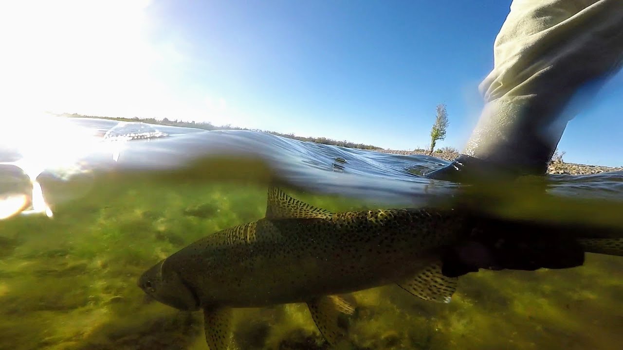 Pesca en la desembocadura del Limay. 