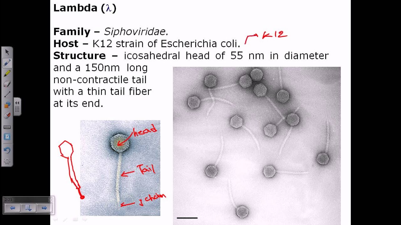 Lambda phage structure