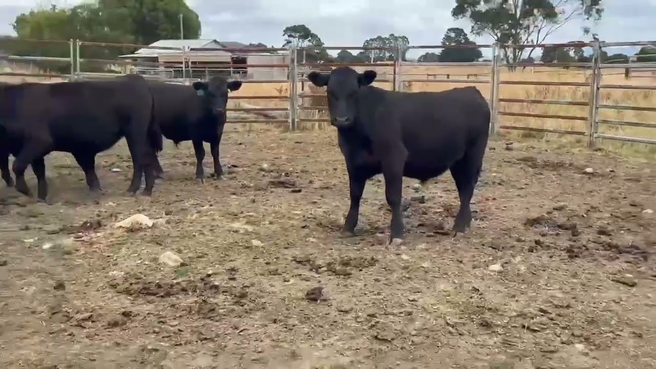 Shanford Park Steer Yearlings (nm) #2