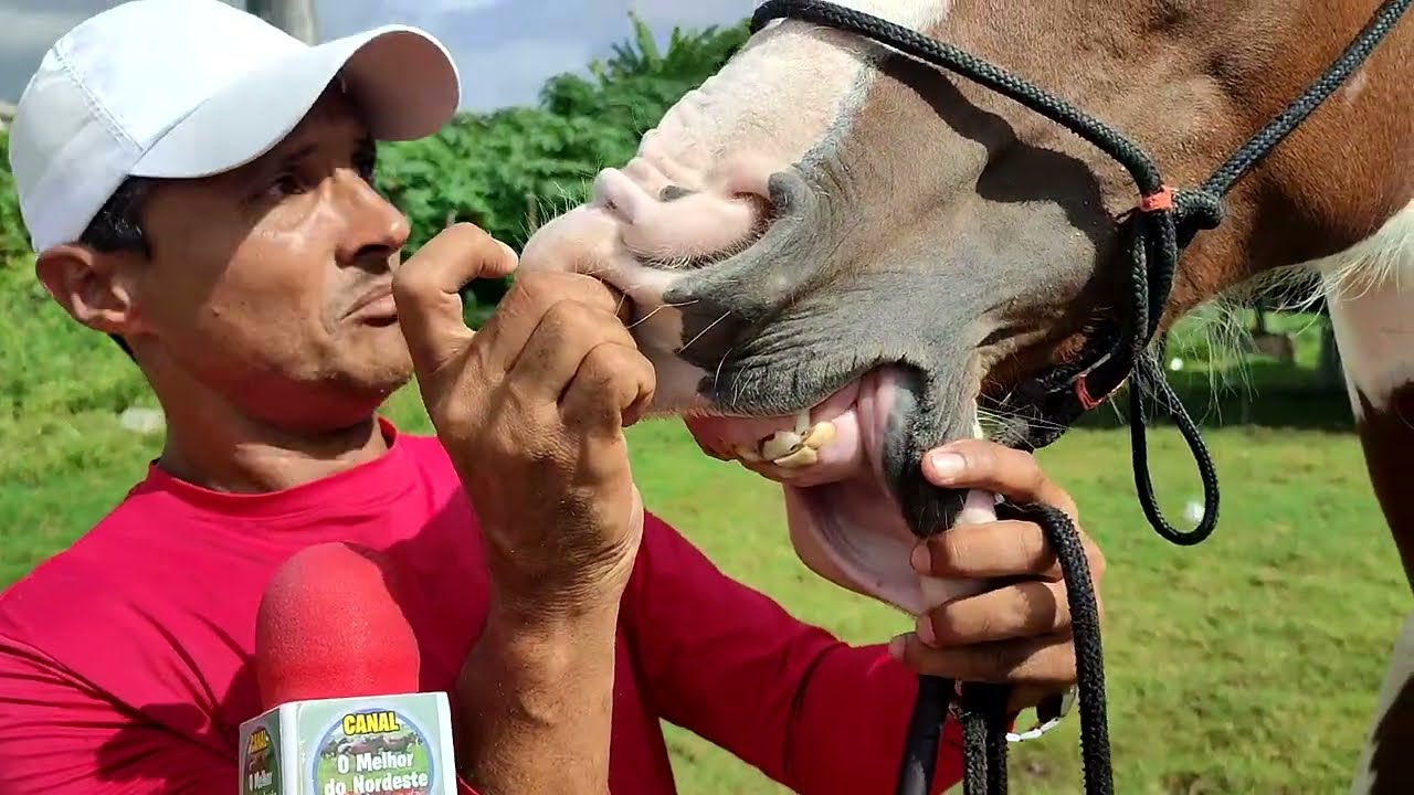 FEIRA DE CAVALO DE ABREU E LIMA-PE SÁBADO 21/06/25