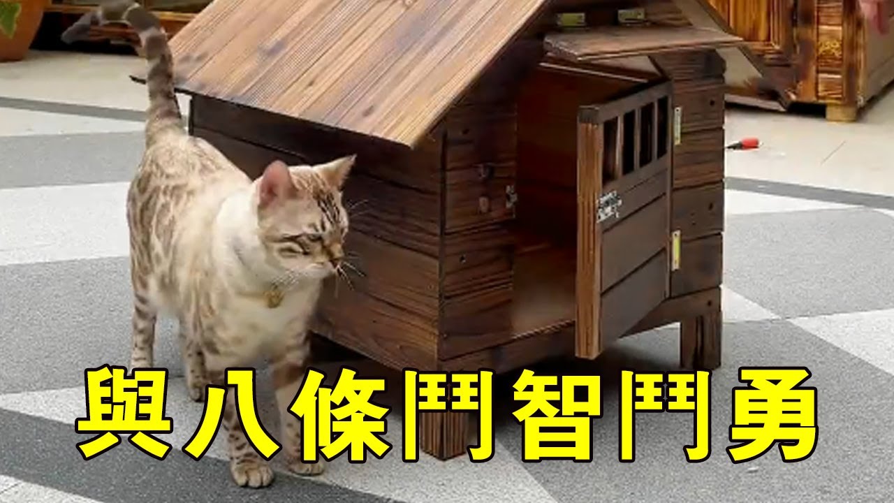 八條：想跟我鬥，還沒門，只有你想不到沒有我做不到【小鋒真喵啊】