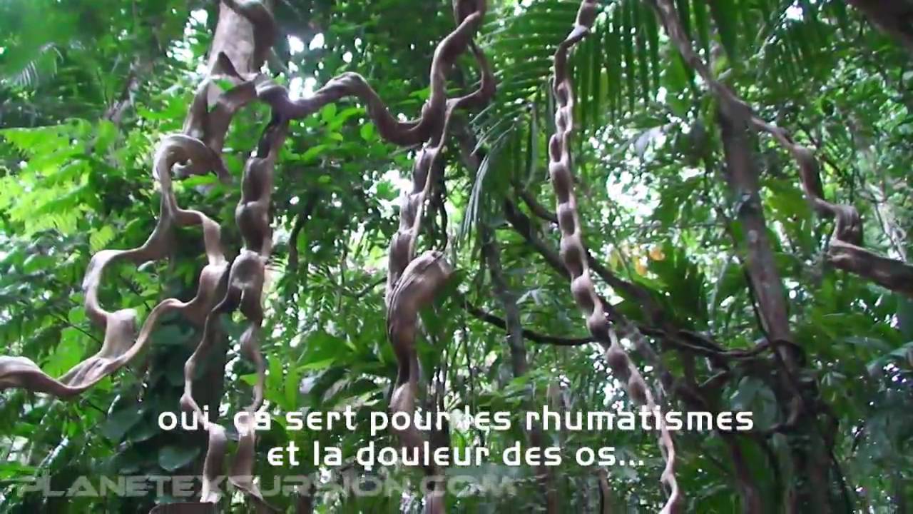 Tio's Jungle Tours