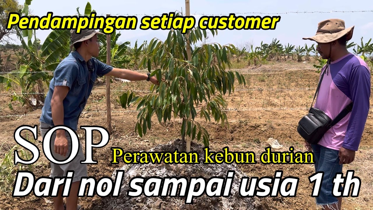 SOP PERAWATAN KEBUN DURIAN DARI AWAL TANAM SAMPAI USIA 1 TAHUN