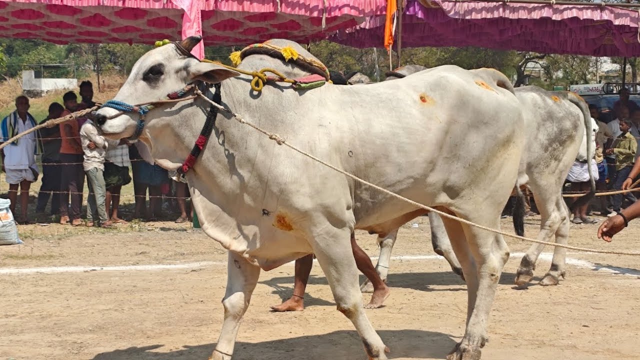 నరవ గ్రామం న్యూ క్యాటగిరి విభాగం 3వ జత