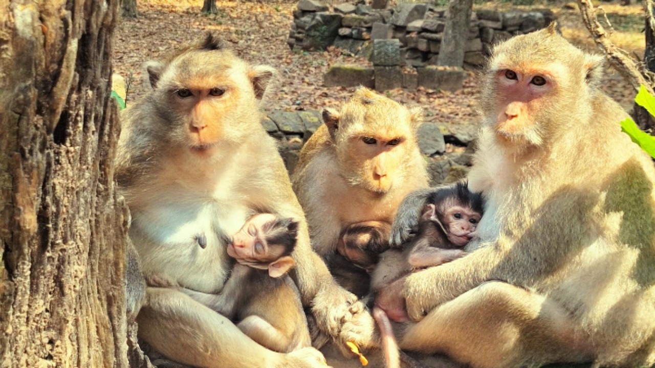 Adorable Baby Monkey in Angkor Area, #77.
