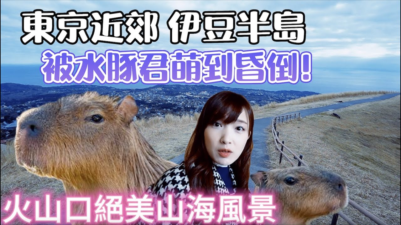 【日本】 東京近郊 伊豆半島 超夢幻火山口 動畫你的名字場景｜超可愛水豚君 零距離可愛動物園｜熱海溫泉飯店