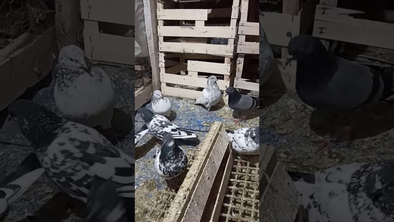 kumesimden bir kesit pakistan kuşu