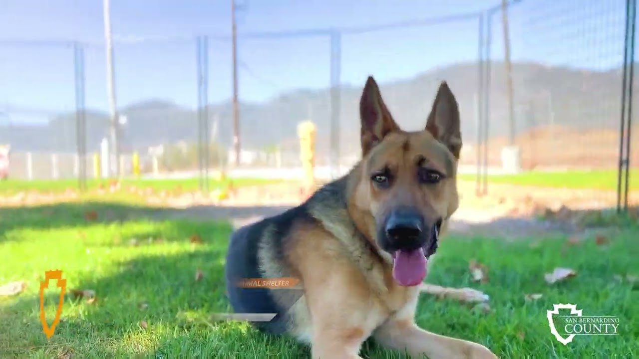 Pet of the Week: Galahad the German Shepherd