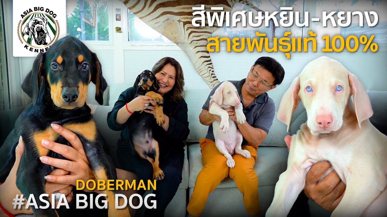 มาใหม่ ลูก Doberman สีขาว /Black Tan