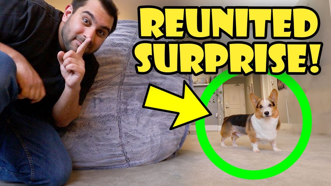 CORGI Reunited Surprise w/Bestie After Surgery! || Life After College: Ep. 753