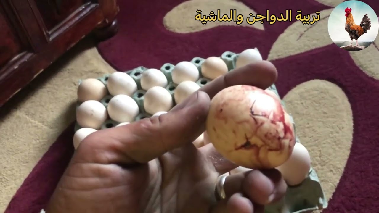 الدجاج البلدي: شرح لماذا توجد بقع الدم على قشرة البيض