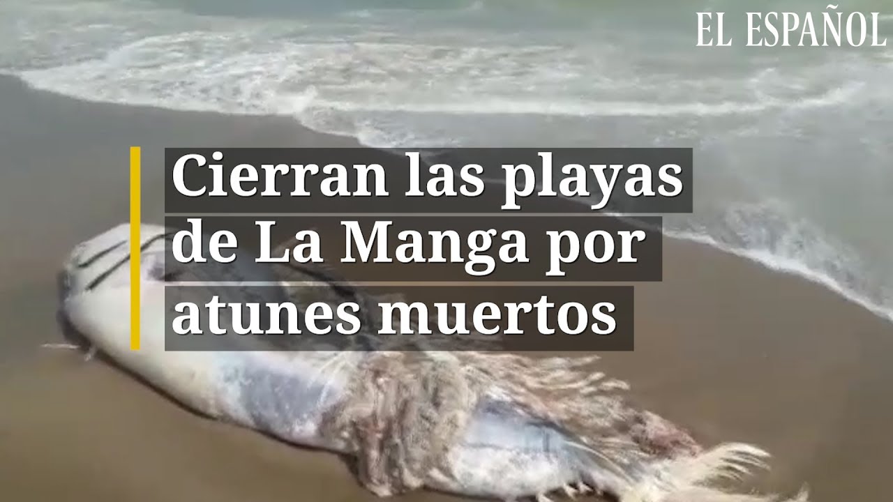 CIERRAN LAS PLAYAS de La Manga por atunes muertos