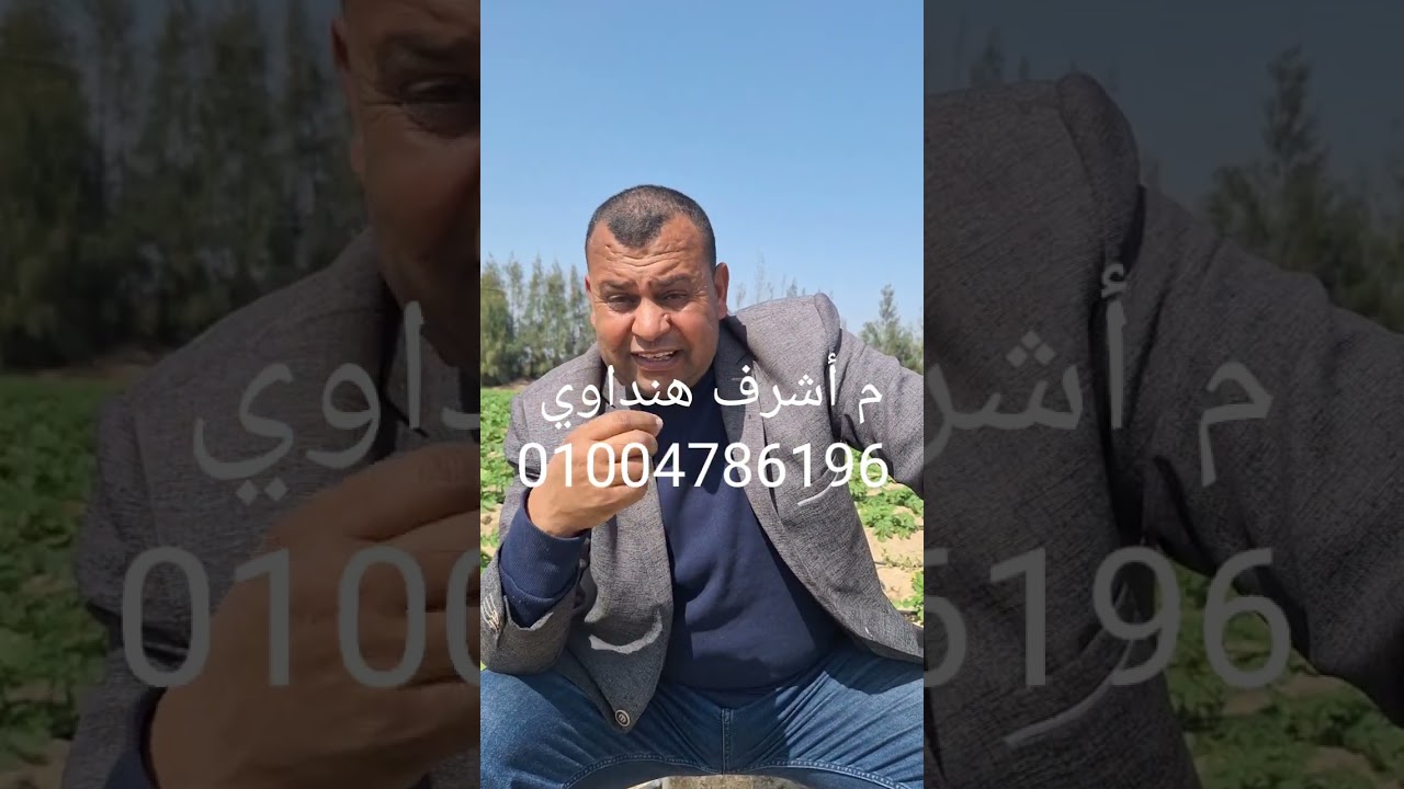 ظاهرة ... تأخير الانبات فى البطاطس و ظهورها على سطح التربة ....  الأسباب و العلاج