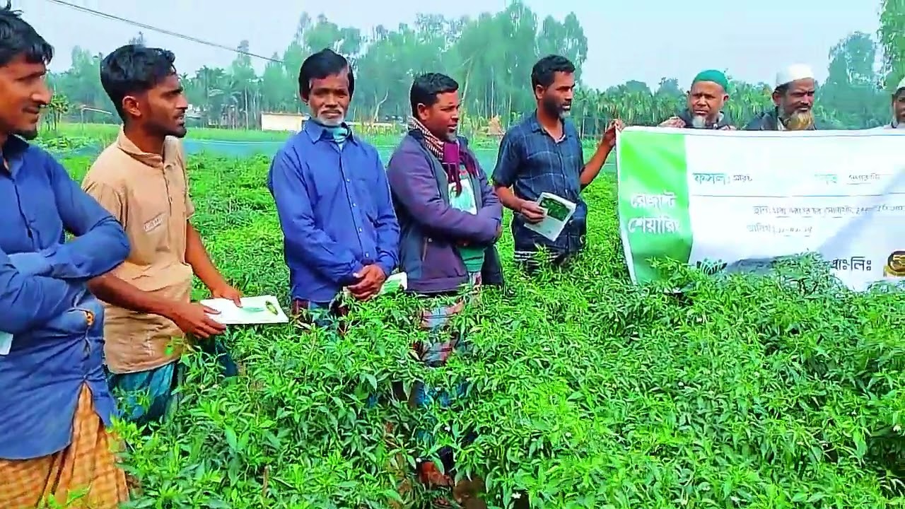 সুপার হট মরিচের অবিশ্বাস্য ফলন।,সোনাহাট,ভুরুংগামারী।#agriculture #everyone #chili #superhot