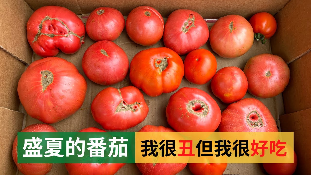 盛夏的番茄，我很丑但我很好吃，没有什么不是一个大大甜甜的西红柿解决不了的