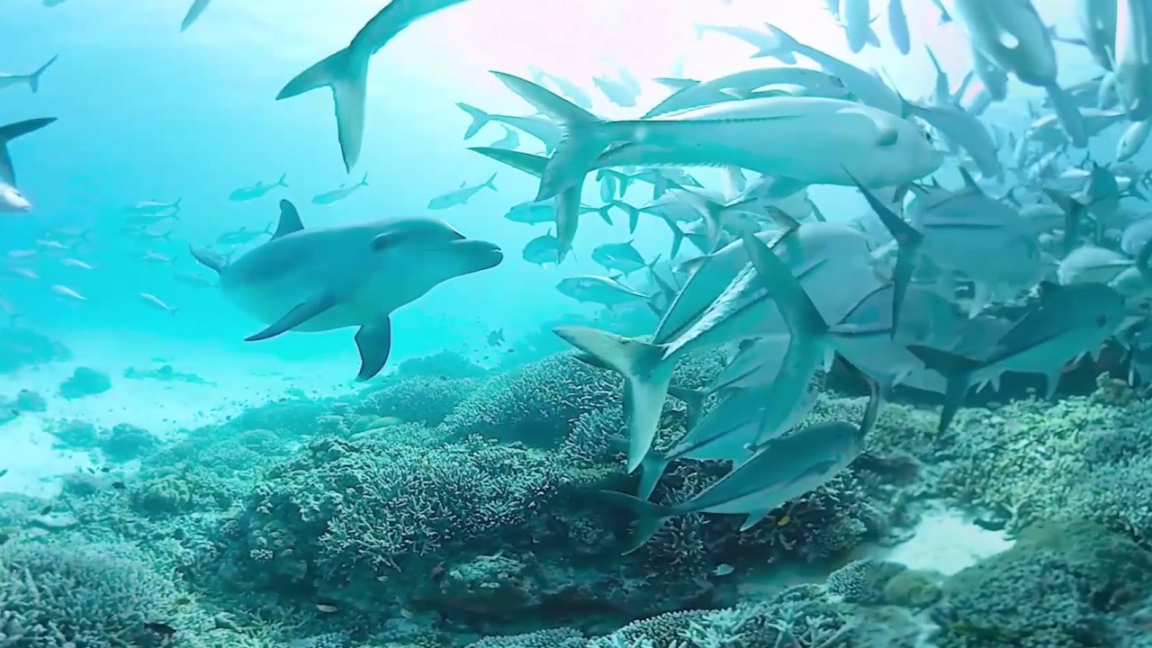 De oceanen in 360 graden