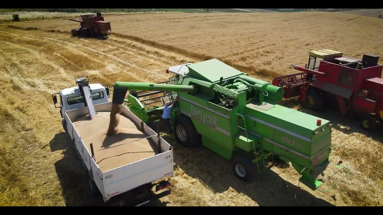Wheat Harvest Hundreds of Hectars
