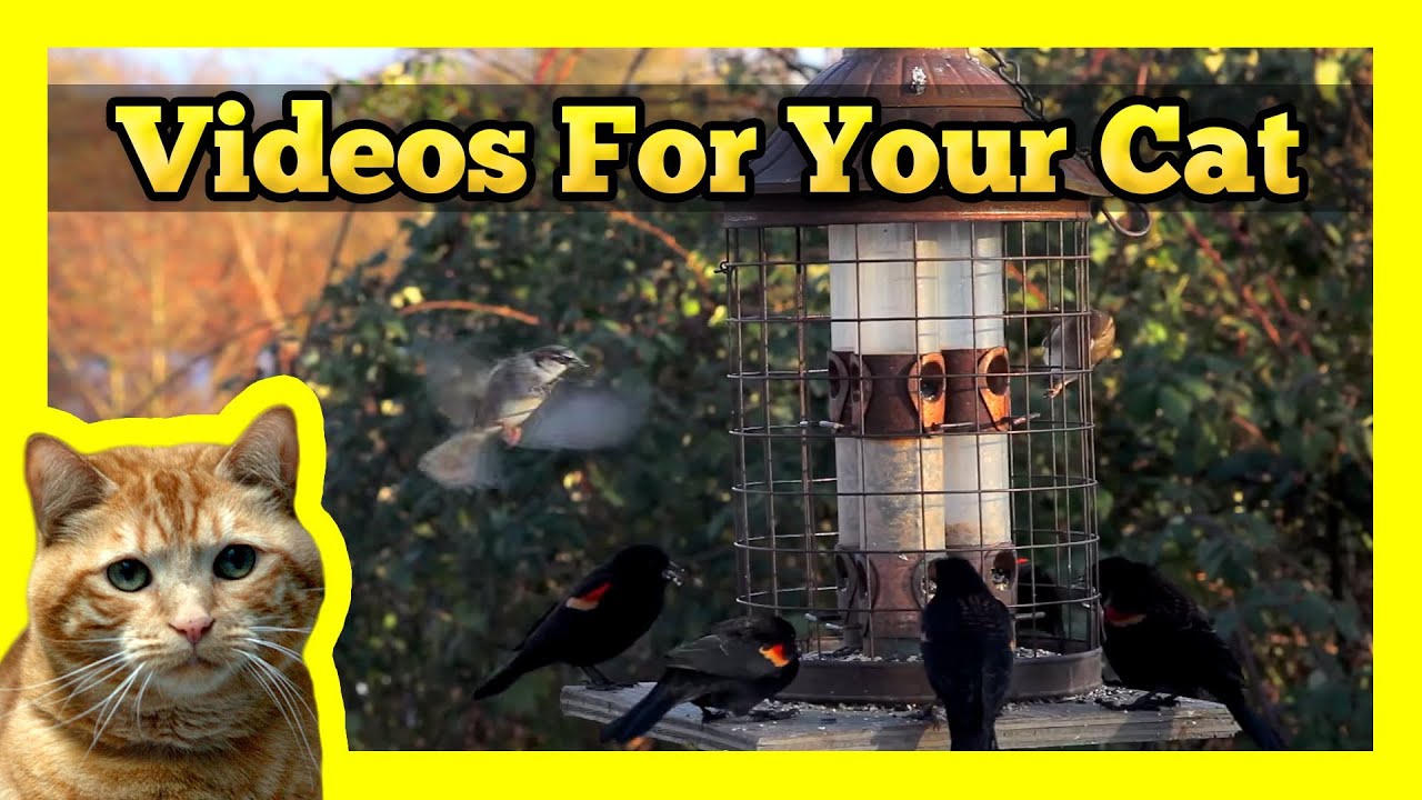 Videos for your Cat - Red-Winged Black Birds