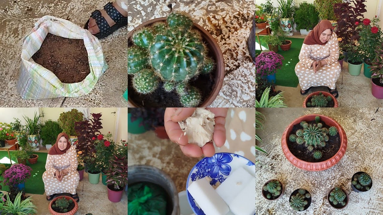 سماد اللي كيستعملو أصحاب المشاتل يجعل النباتات تنفجر وتنمو بسرعة 🌹 معلومات على الصباريات 
