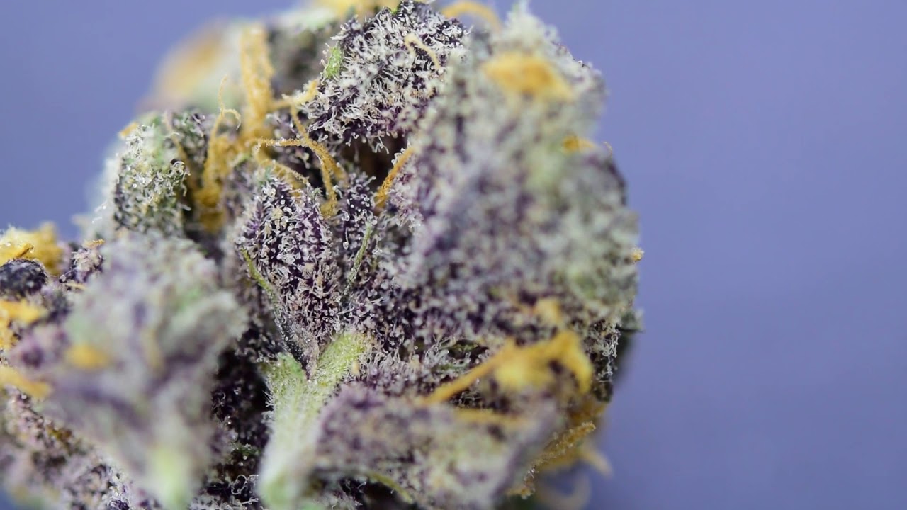 Woolly Mammoth Review 2020 Strain