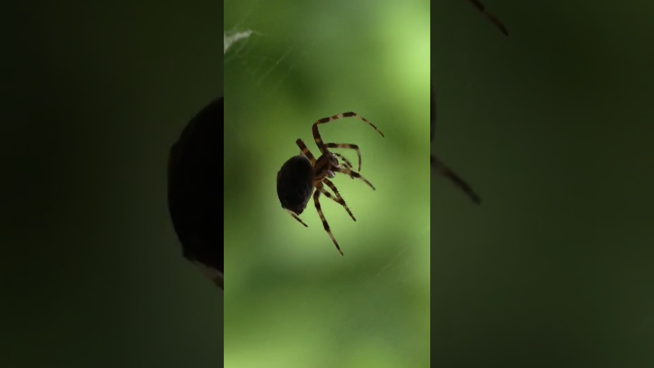 orbweaver spider, #orbweaver , #orbweaverspider, #gardenspider , #barnspider, #araneus, #neoscona