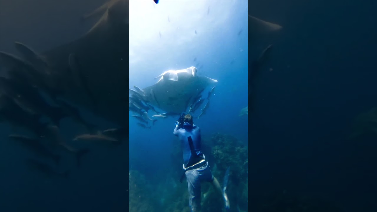 More days like this please! #underwatercinematography #filmmaker #mantaray #leopardshark