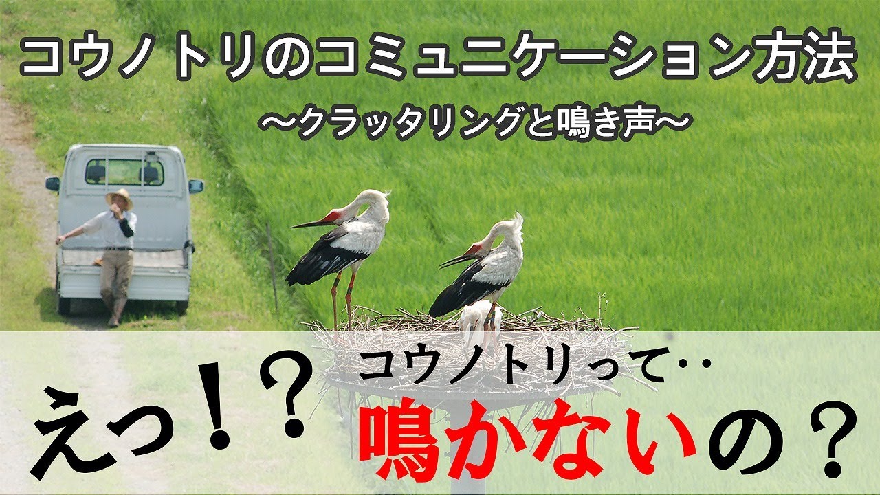 コウノトリのコミュニケーション方法　～クラッタリングと鳴き声～