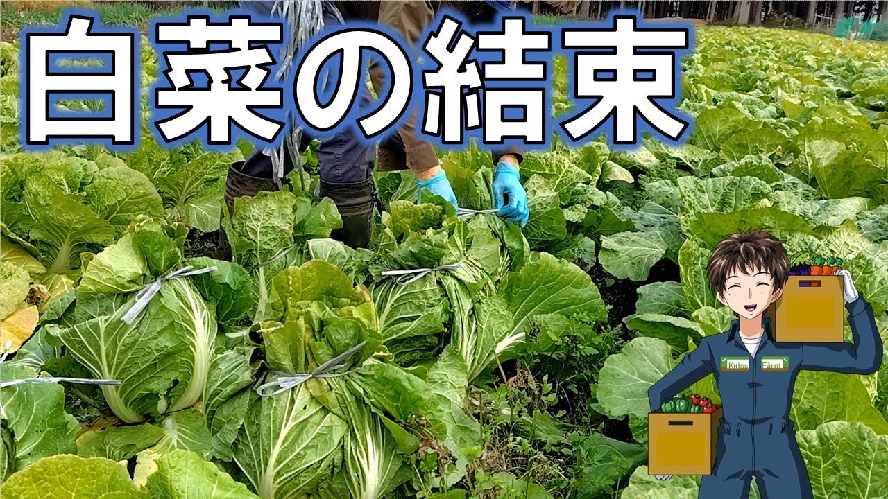 【白菜の結束】ネギの次は白菜。冬越し作業も忙しくなってきましたね。