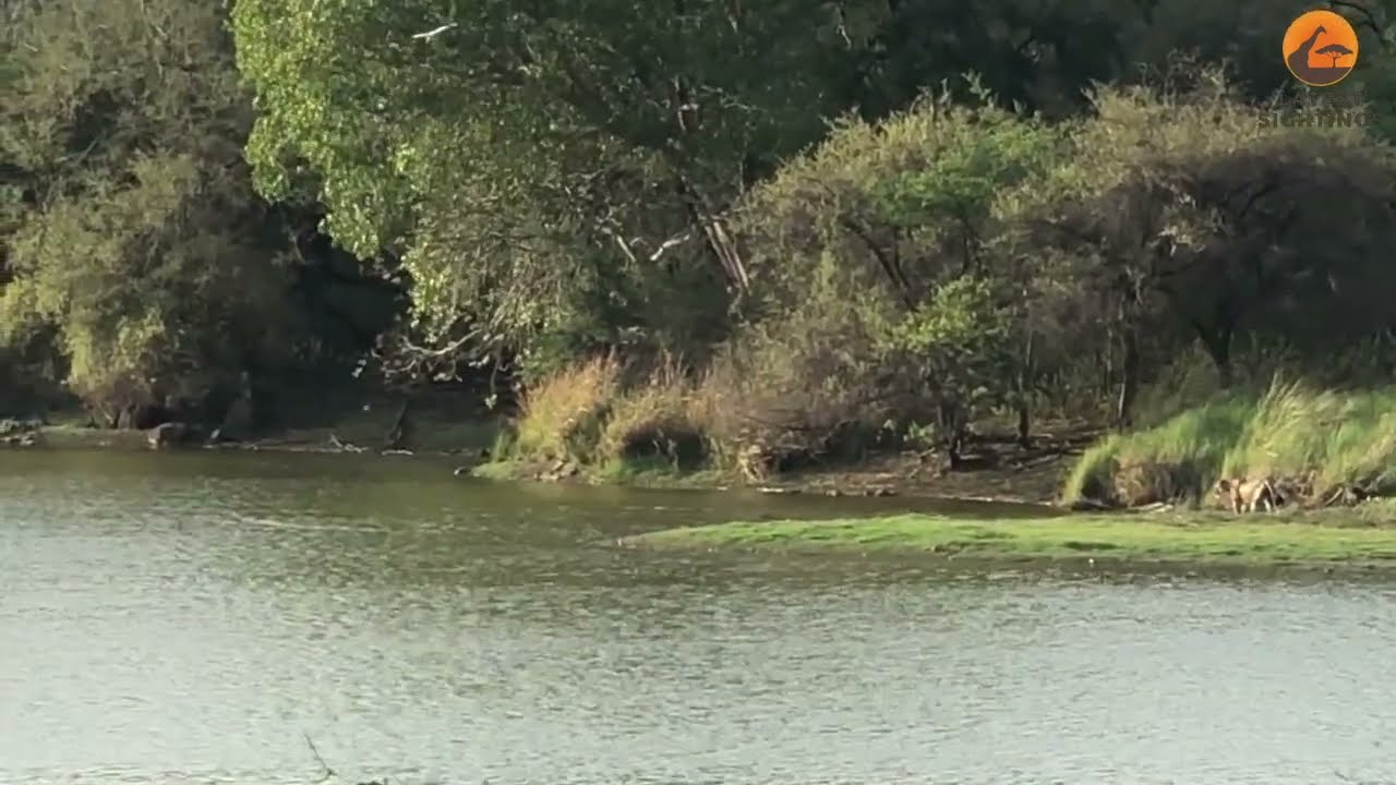 tigress arrow head hunting crocodile in ranthambore #wildlife #tigerhunting #crocodile #viral