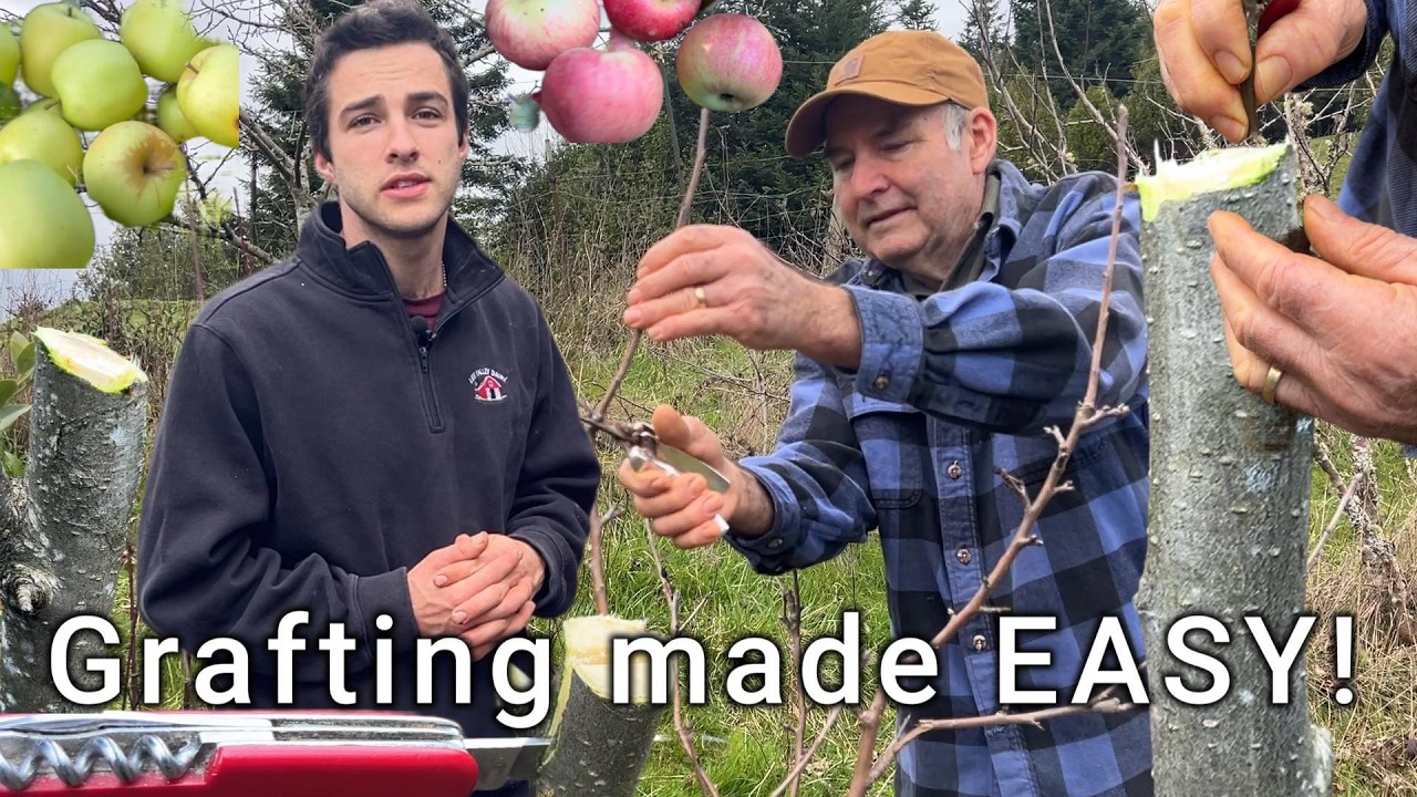 From Scion to Success~ How to Graft Apples Easy
