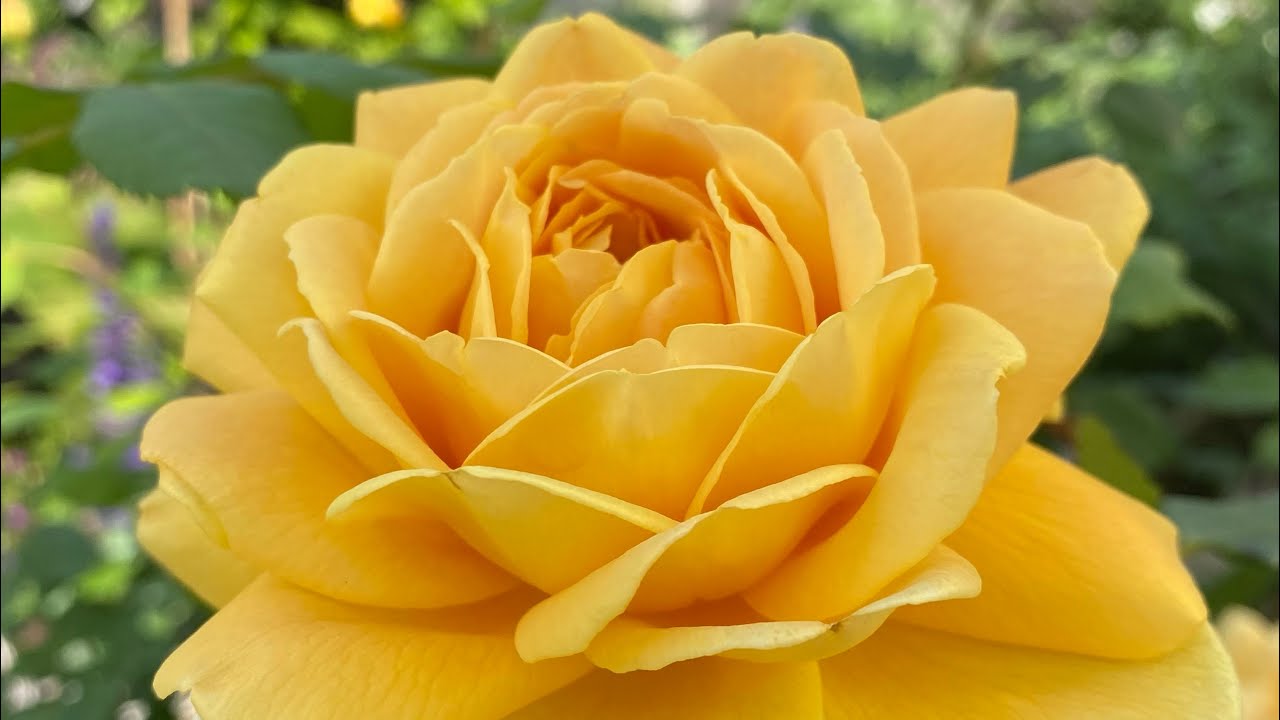 Rosen: Westerland, Molineux, Golden Celebration, Desdemona & Princess Anne