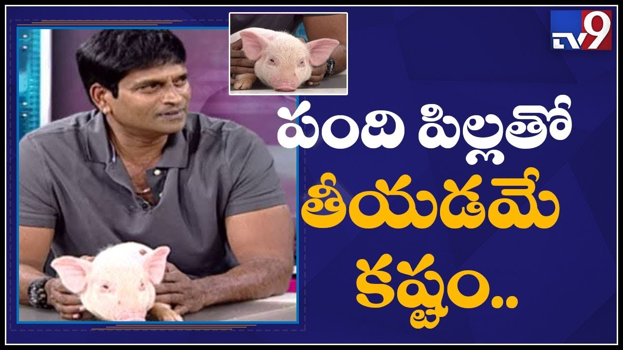 Director Ravi Babu says 150 pigs used in 'Adhugo' - TV9