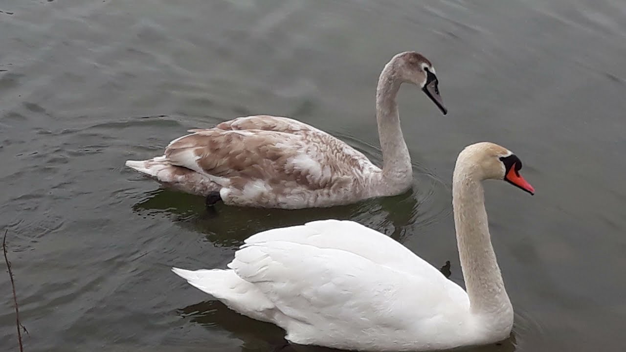 3 Gminy - Słupia