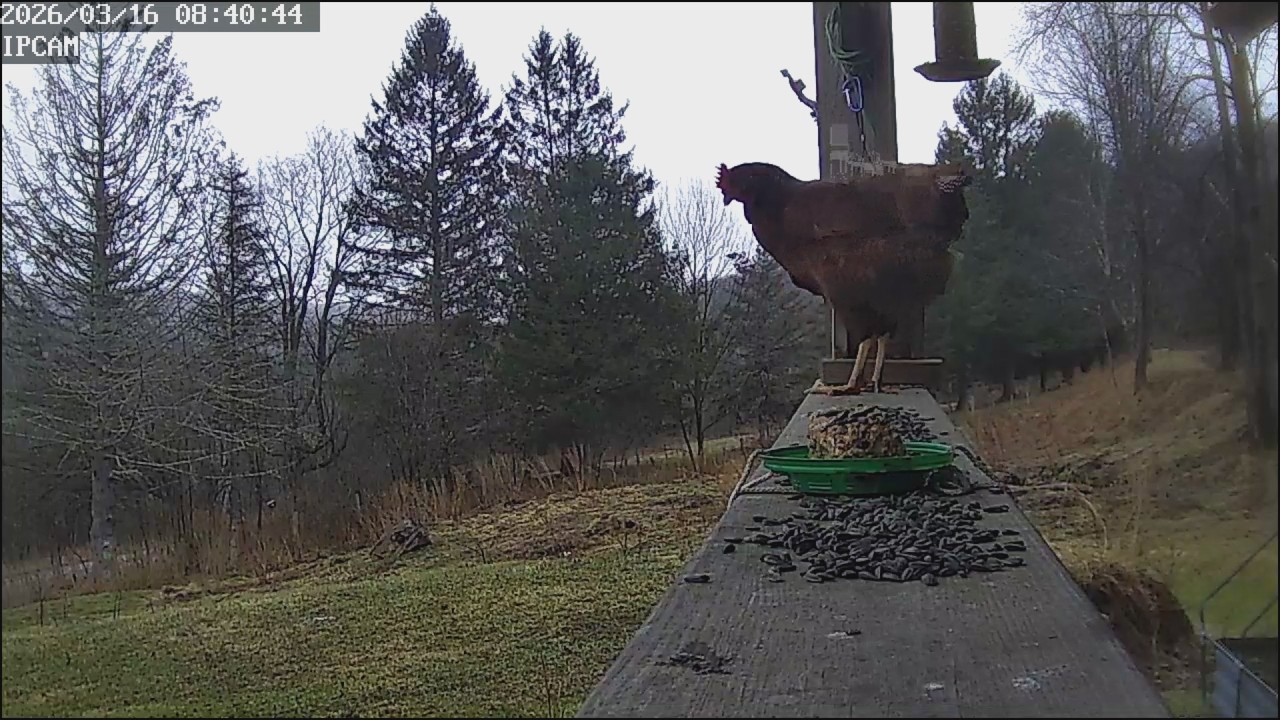 Cat TV Live Bird Cam NE PA USA 2026/3/16