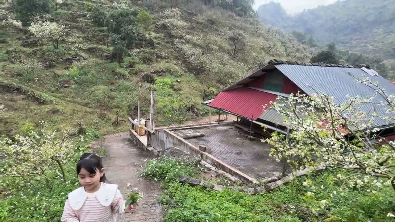 Vườn mận Mu Náu - Mộc Châu T1/2026