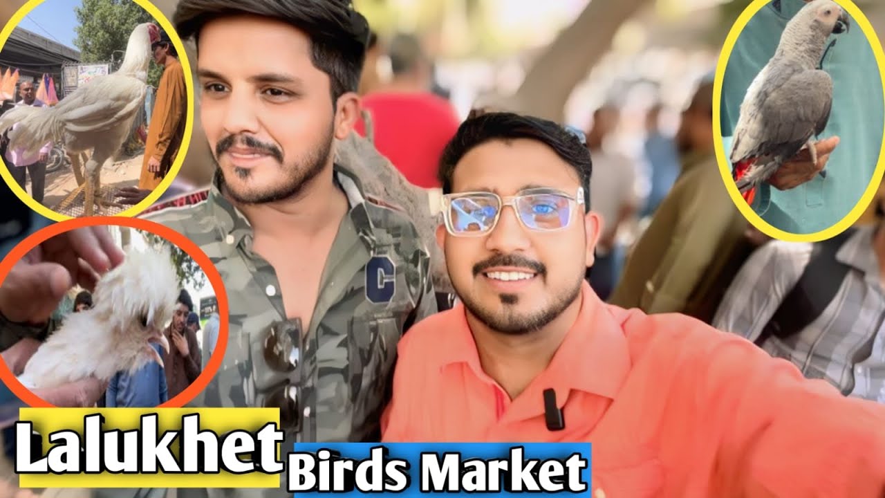 Lalukhet birds market || biggest bird market || Karachi birds market Lalukhet 
